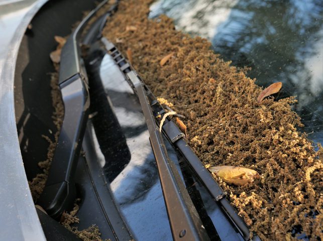 Car in IL with pollen in vents; demonstrates how pollen can obstruct air vents and windshield wipers.