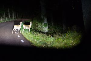 Deer accidents require roadside assistance in Illinois.